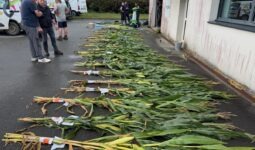 Des échantillons de maïs plante entière disposés sur le sol.