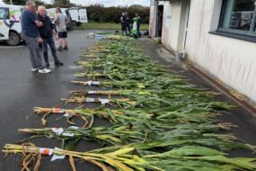 Des échantillons de maïs plante entière disposés sur le sol.