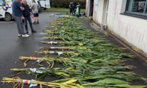 Des échantillons de maïs plante entière disposés sur le sol.