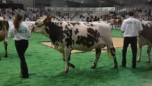 Une vache et son éleveuse au concours bovin sur le salon du Space