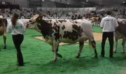 Une vache et son éleveuse au concours bovin sur le salon du Space