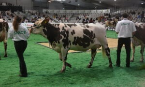 Une vache et son éleveuse au concours bovin sur le salon du Space