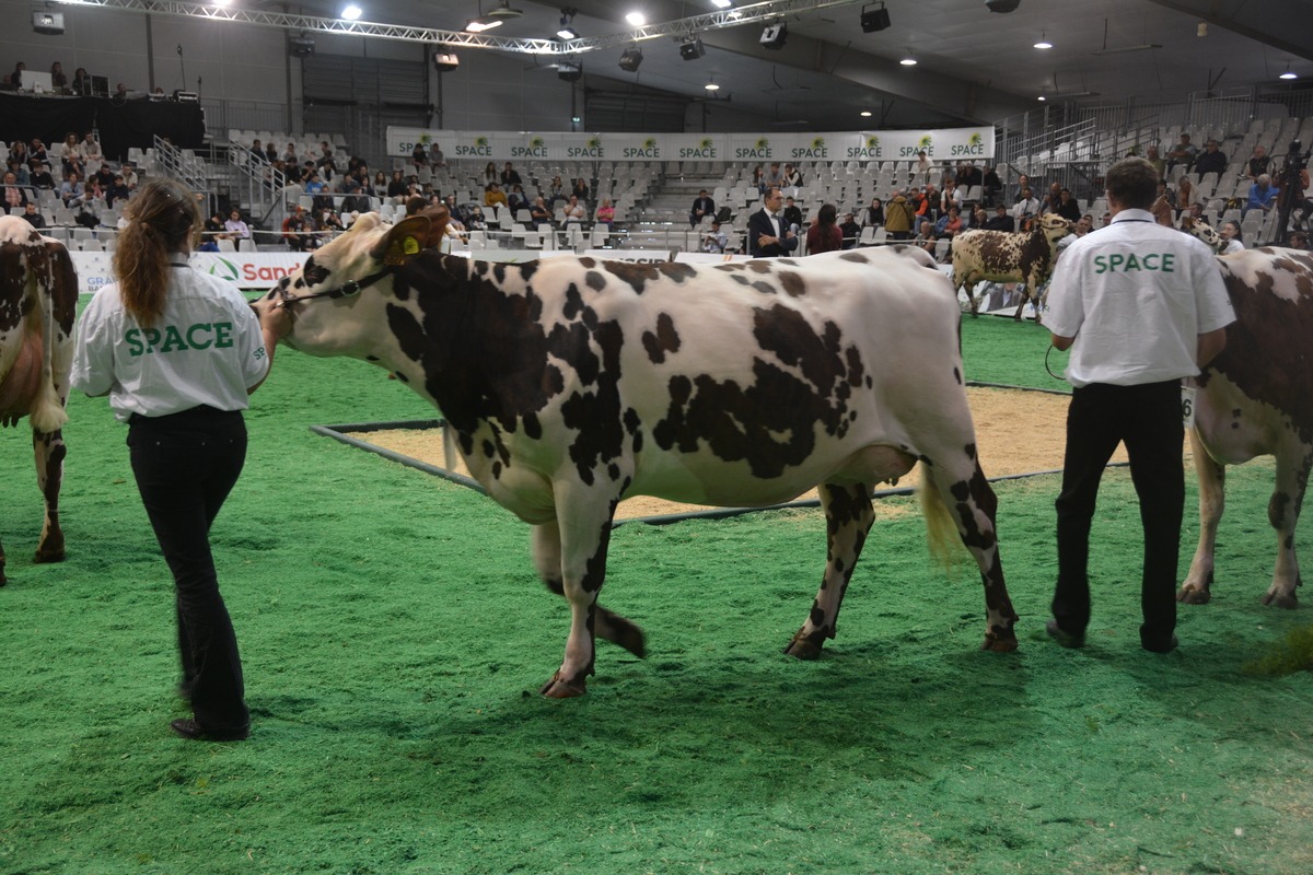 Une vache et son éleveuse au concours bovin sur le salon du Space - Illustration En route pour le Space