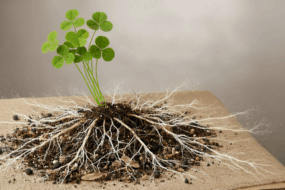Une jeune plante avec des racines et un peu de terre, posés sur une table
