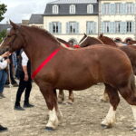 Une pouliche de deux ans de race Trait breton et son présentateur lors d'un concours