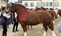 Une pouliche de deux ans de race Trait breton et son présentateur lors d'un concours