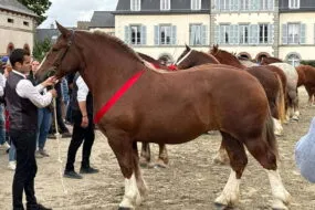Une pouliche de deux ans de race Trait breton et son présentateur lors d'un concours
