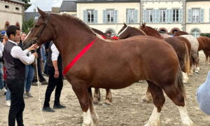 Une pouliche de deux ans de race Trait breton et son présentateur lors d'un concours