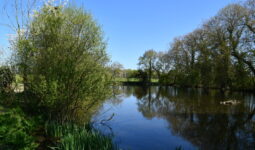 mare et arbres autour