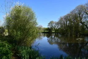 mare et arbres autour