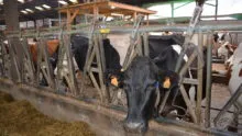 vaches au cornadis
