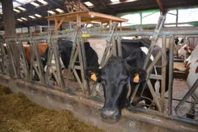 vaches au cornadis