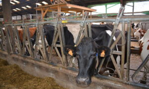 vaches au cornadis