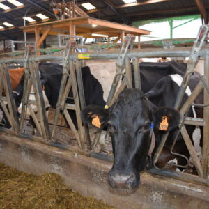 vaches au cornadis