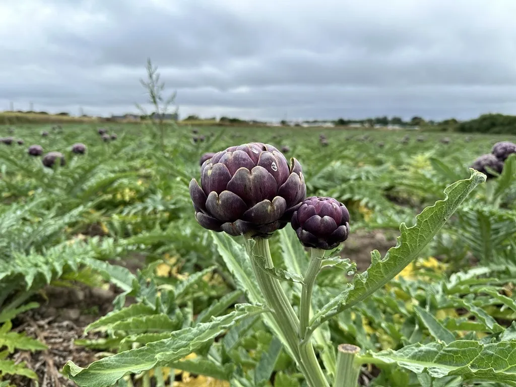 Artichaut - Illustration Légumes : Une production innovante et diversifiée