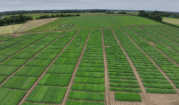 Une parcelle de pomme de terre