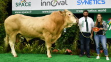 un taureau sur un podium avec des personnes