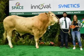 un taureau sur un podium avec des personnes