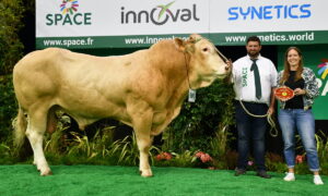 un taureau sur un podium avec des personnes