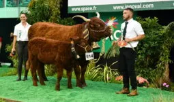 une Salers et son veau et des éleveurs