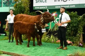 une Salers et son veau et des éleveurs