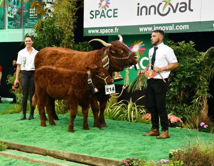 une Salers et son veau et des éleveurs