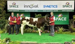 génisse rouge des prés au Space