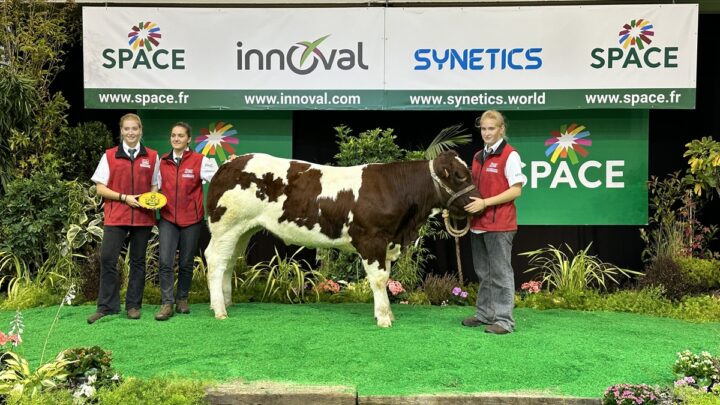 génisse rouge des prés au Space