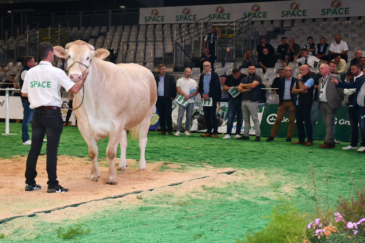 une vache et des acheteurs - Illustration Des prix jusqu’à 11 €/kg