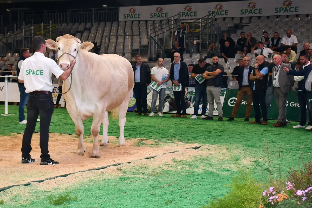 une vache et des acheteurs - Illustration Des prix jusqu’à 11 €/kg