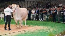 une vache et des acheteurs