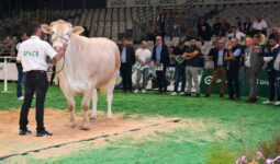 une vache et des acheteurs