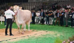 une vache et des acheteurs