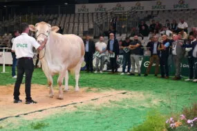 une vache et des acheteurs