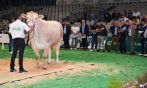 une vache et des acheteurs