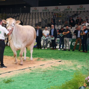 une vache et des acheteurs