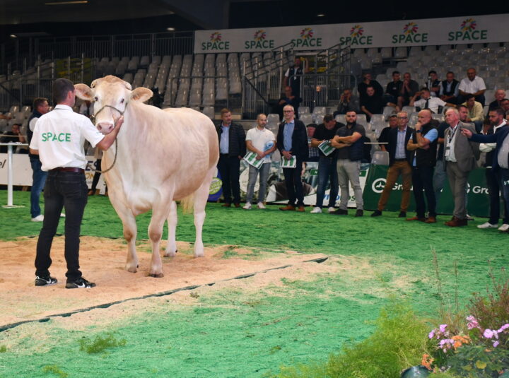 une vache et des acheteurs