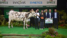 Une vache lors d'un cours