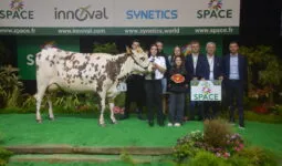 Une vache lors d'un cours