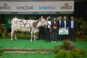 Une vache lors d'un cours