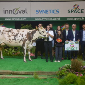 Une vache lors d'un cours