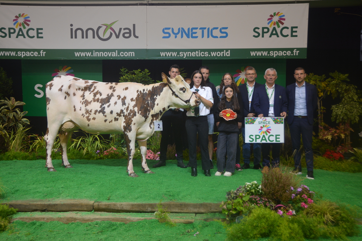Une vache lors d'un cours - Illustration Tiptop au top des votes