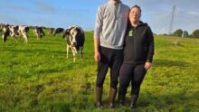 Un couple dans un champ avec un troupeau de vaches