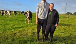 Un couple dans un champ avec un troupeau de vaches