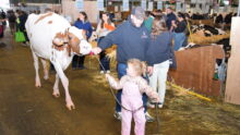Petite fille présentant une génisse à l'occasion du Space.