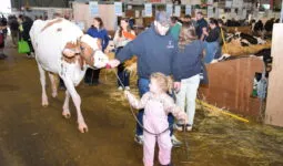 Petite fille présentant une génisse à l'occasion du Space.