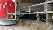 Un robot d'alimentation vector au travail dans une stabulation avec des vaches au ratelier