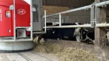 Un robot d'alimentation vector au travail dans une stabulation avec des vaches au ratelier