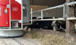 Un robot d'alimentation vector au travail dans une stabulation avec des vaches au ratelier