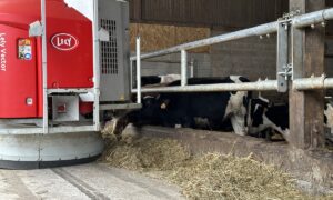 Un robot d'alimentation vector au travail dans une stabulation avec des vaches au ratelier